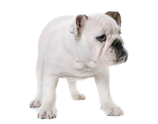 Puppy english bulldog — Stock Photo, Image