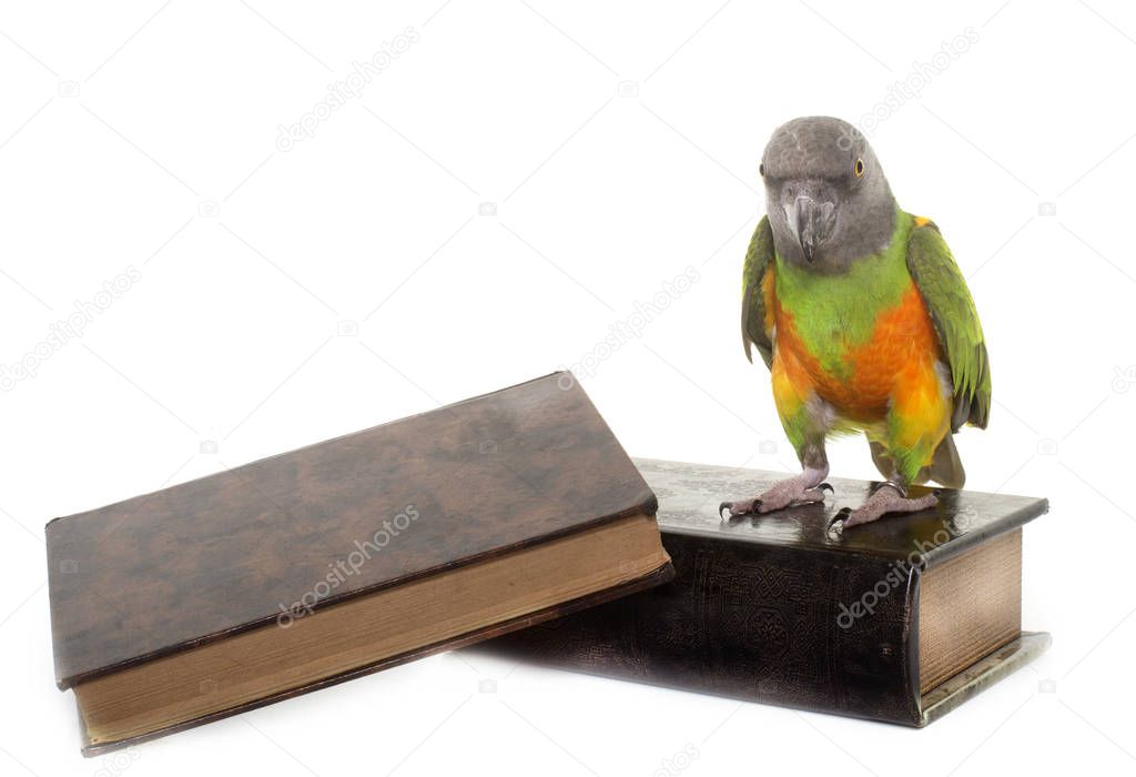 senegal parrot in studio