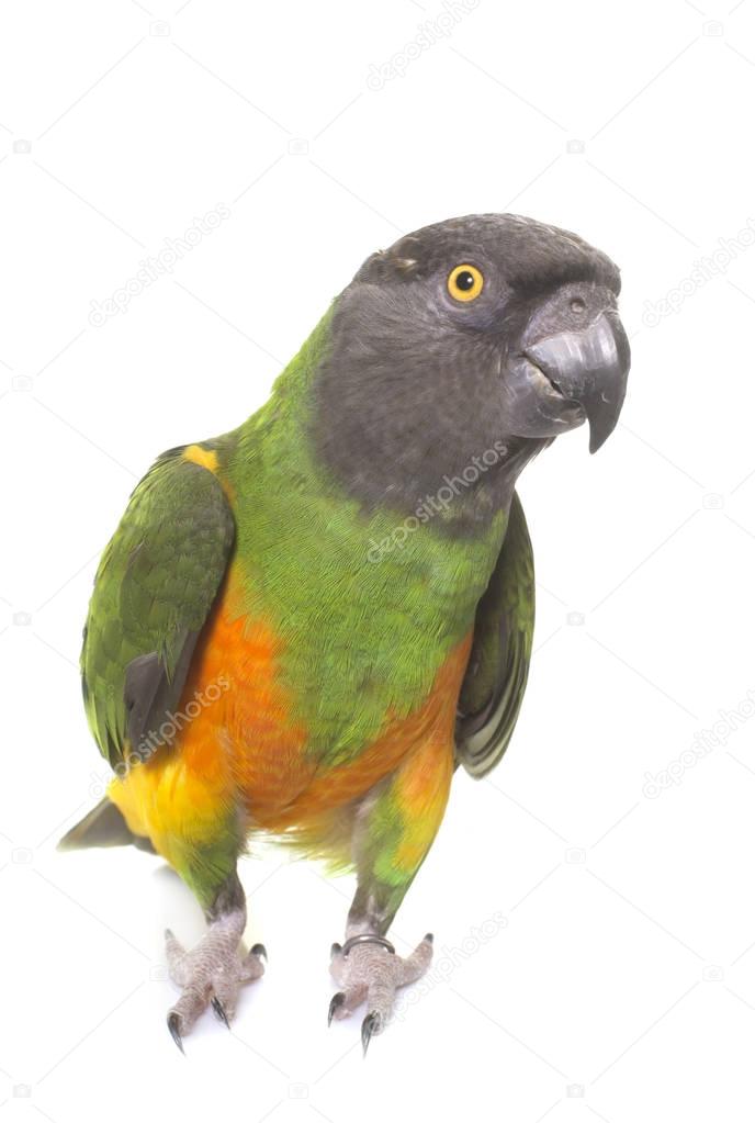 senegal parrot in studio