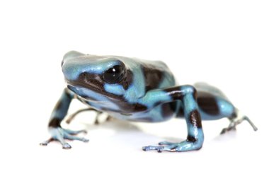 Dendrobates hava celeste