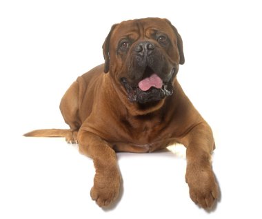 Dogue De Bordeaux