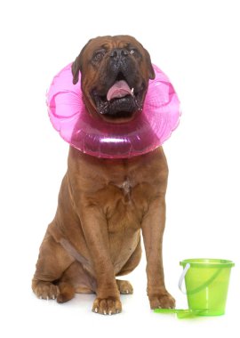 dogue de Bordeaux yaz aylarında