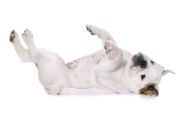 Puppy english bulldog rolling — Stock Photo, Image