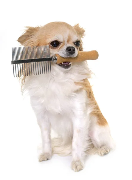Chihuahua y peine — Foto de Stock