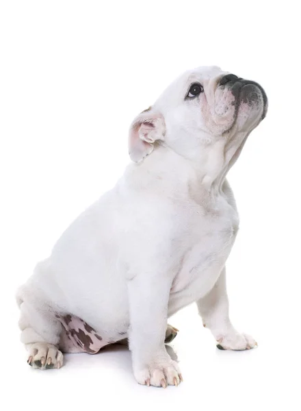 Puppy english bulldog — Stock Photo, Image