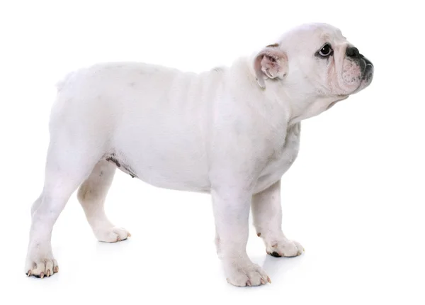 Puppy Engels bulldog — Stockfoto