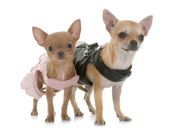 Dois chihuahuas vestidos — Fotografia de Stock