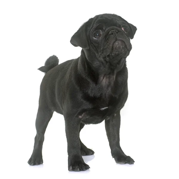 Cachorro negro pug —  Fotos de Stock