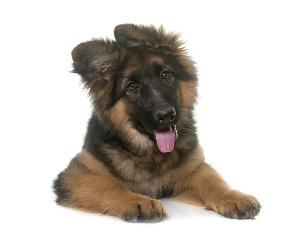 Cachorro pastor alemán — Foto de Stock