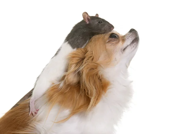 Domestic rat and chihuahua — Stock Photo, Image