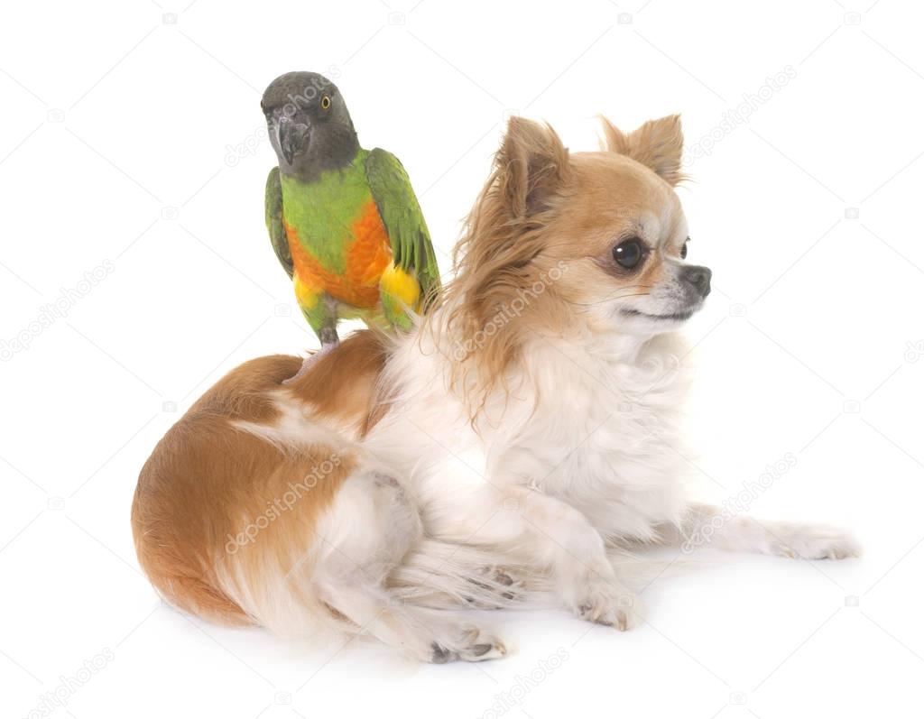 chihuahua and senegal parrot