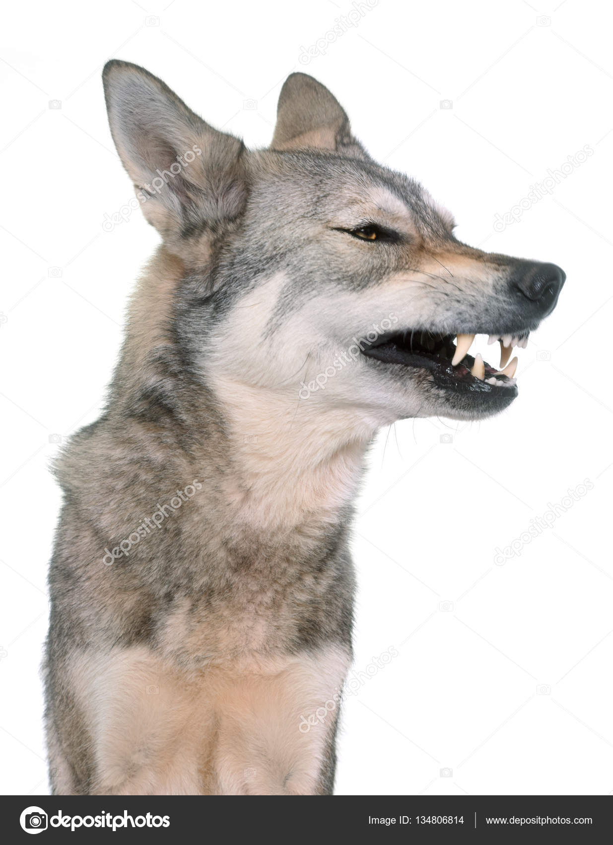 Chien Loup De Saarloos Agressif En Studio Photographie