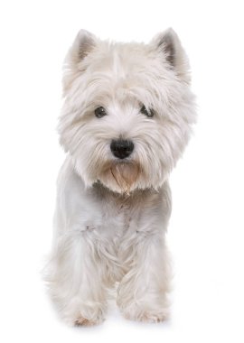 west highland white terrier clipart