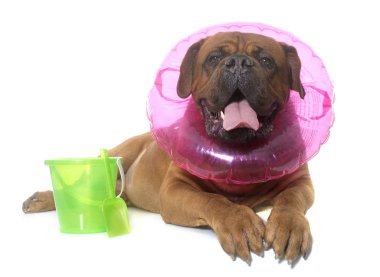 dogue de Bordeaux yaz aylarında