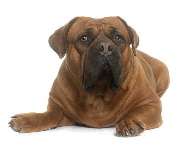 Dogue De Bordeaux