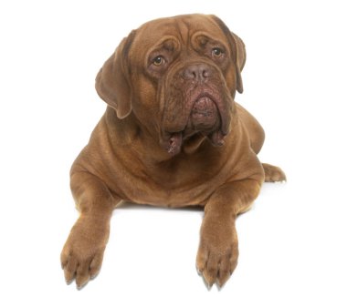 Dogue De Bordeaux