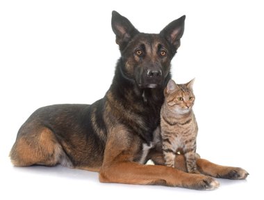 Belçika çoban malinois ve kedi