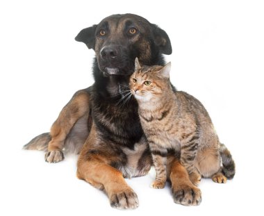 Belçika çoban malinois ve kedi