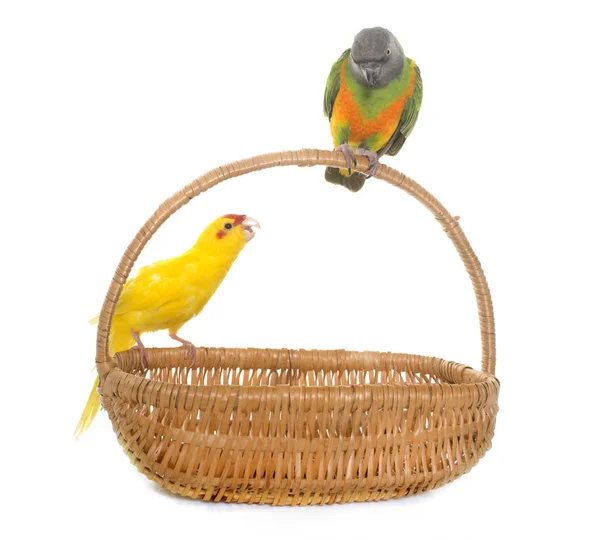 Senegal parrot and kakariki in studio — Stock Photo, Image