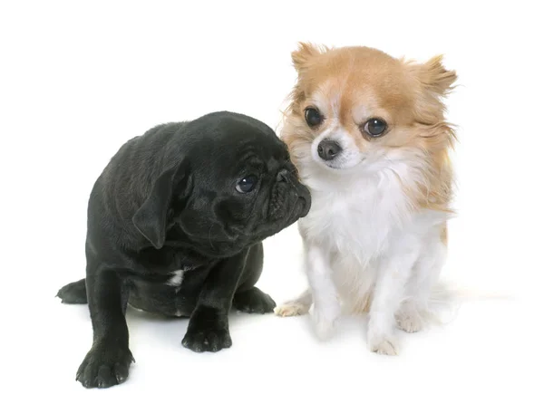 Mops štěně černé a čivava — Stock fotografie