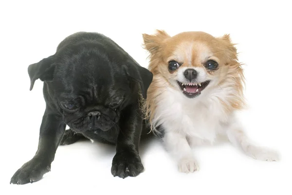 Mops štěně černé a čivava — Stock fotografie