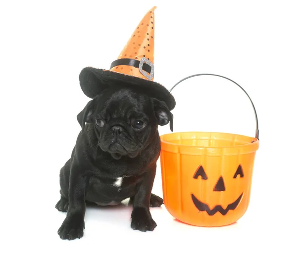 Cachorro negro pug y halloween — Foto de Stock