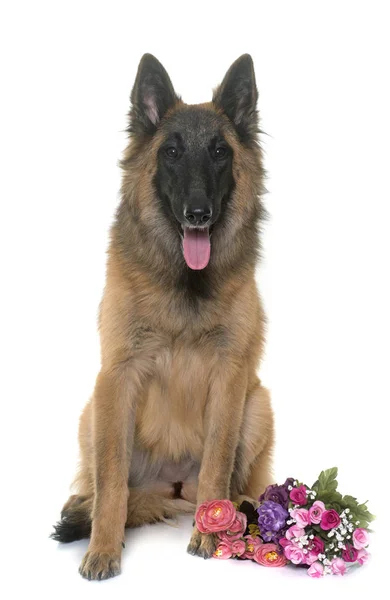 Belgische herder tervuren — Stockfoto