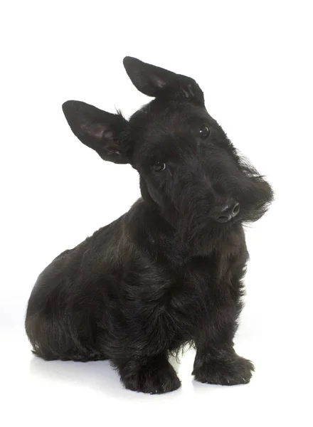 Cachorro escocés terrier —  Fotos de Stock