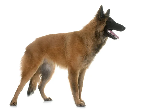 比利时牧羊犬 tervuren — 图库照片