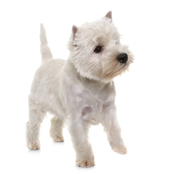 Chiot ouest Highland terrier blanc — Photo