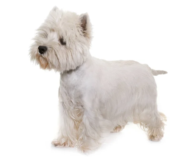 West Highland Fehér Terrier — Stock Fotó