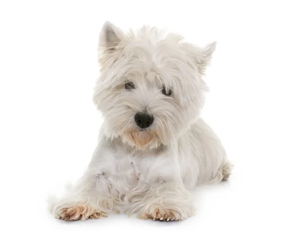 West Highland Fehér Terrier — Stock Fotó