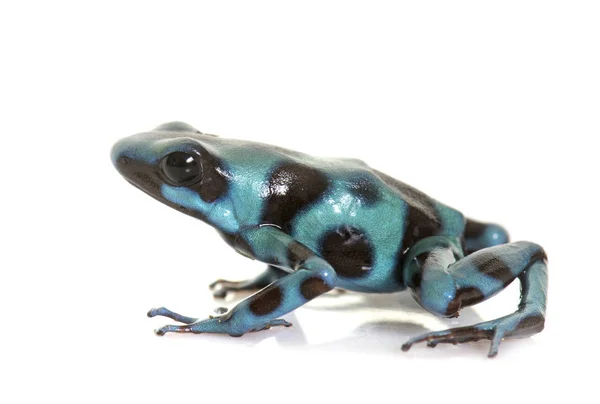 Dendrobates auratus celeste — Fotografia de Stock