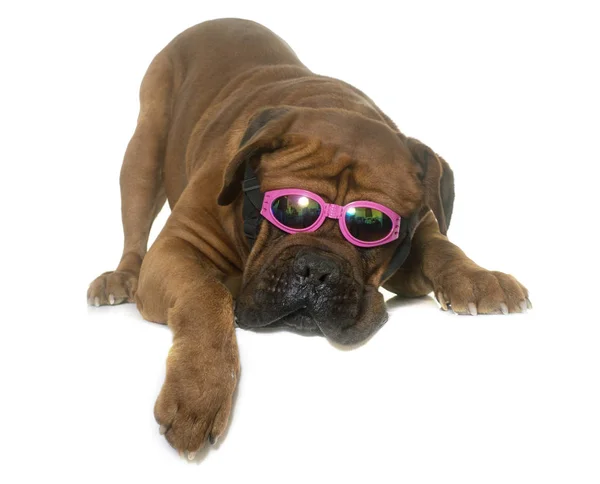 Dogue de Bordeaux und Brille — Stockfoto