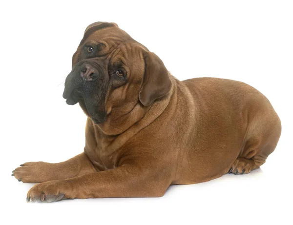 Dogue de bordeaux — Photo