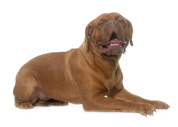 Dogue de bordeaux — Stockfoto