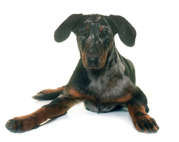 Unga beauceron i studio — Stockfoto