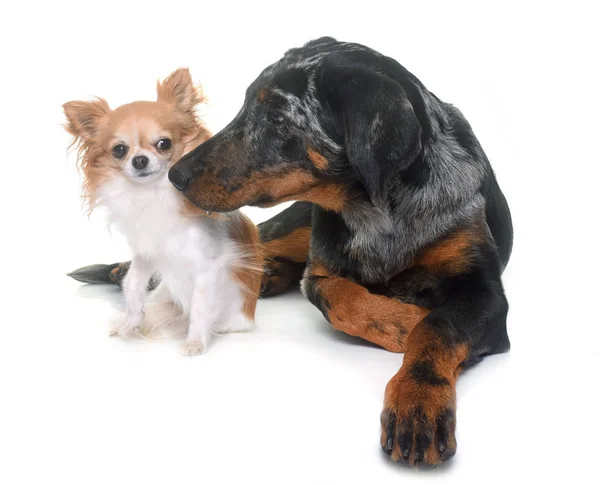 Junge Schönheitskönigin und Chihuahua — Stockfoto