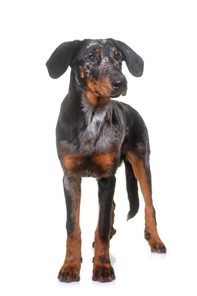 Young beauceron in studio — Stock Photo, Image
