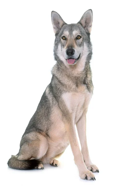 Saarlooswolfhond wolfdog in studio — Stockfoto