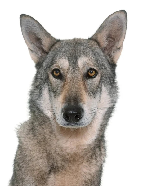 Saarlooswolfhond wolfdog in studio — Stockfoto