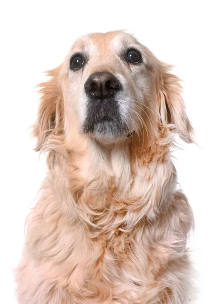 Velho Golden Retriever — Fotografia de Stock