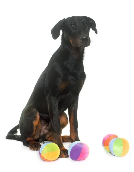 Young beauceron in studio — Stock Photo, Image