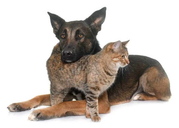 Belçika çoban malinois ve kedi — Stok fotoğraf