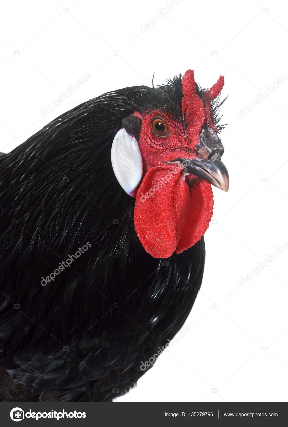 La Fleche Tavuk Stok Fotograflar La Fleche Tavuk Telifsiz Resimler Gorseller Depositphotos