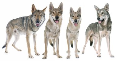  Çekoslovak kurt köpekleri
