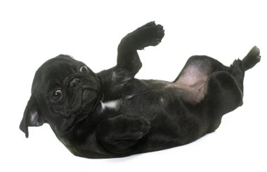 köpek yavrusu siyah boksör