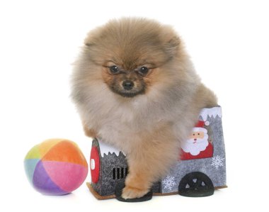oynarken pomeranian köpek yavrusu
