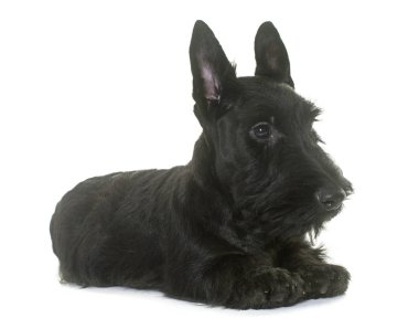 köpek yavrusu İskoç korkunç