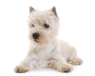 Batı Highland Beyaz Teriyeri